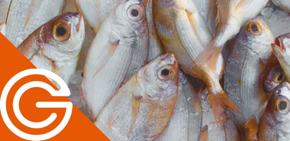 Necesito-un-Software-de-Gestion-para-Mayoristas-de-Pescado-fresco-1