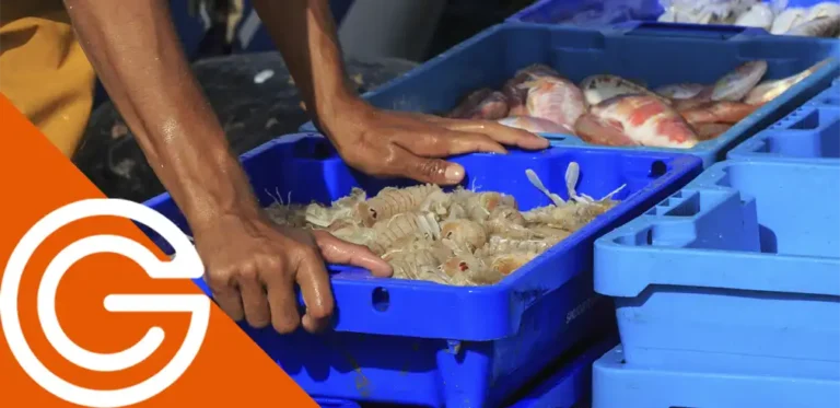 pescados llorens y aguilar trazawin